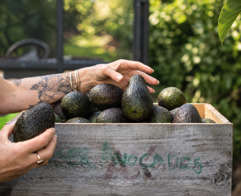 Perfectly Ripe Avo's, Every Time